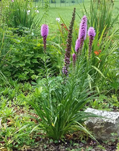 Liatris spicata `Floristan Violett`